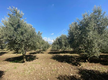 Fiber Emlak'tan Kırkağaç İlyaslar Da Satılık 10.500 M2 Tek Tapu Emsalsiz Zeytinlik
