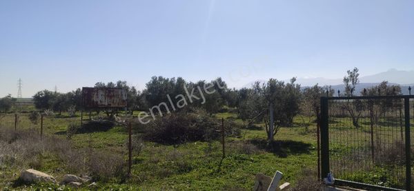 Altın Emlak'tan Yol Ve Su Sorunu Olmayan Satılık Zeytin Bahçesi