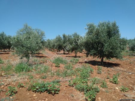 Manisa Salihli Poyrazdamları Satılık Zeytinlik