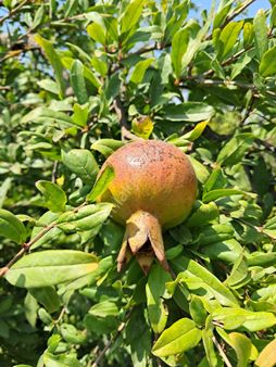 Günaydın Emlak'tan Ortaca Güzelyurtda 8.000 M2 Hisseli Satılık Tarla