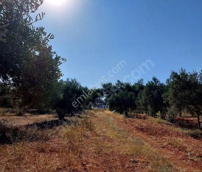 Mustafalar Da Tarla Tek Tapu 848 M2