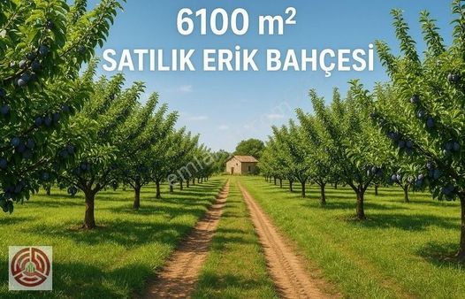 Egd Emir Grup'tan Karaoğlanlı Mh 6100m Erik Bahçesi Acil Satılık
