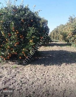 Berekeeli Mahalledinde Satılık Portakal Bahçesi