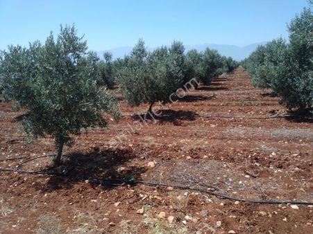Manisa Salihli Yakın Satılık Zeytinlik