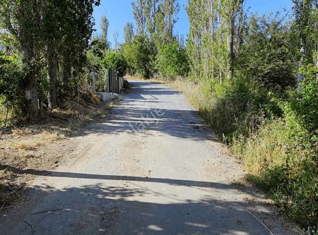 Yetişkin Ceviz Bahçemiz