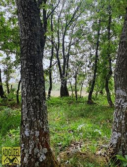 Bilecik Osmaneli Belenalan Köyünde 5800m² Tarla