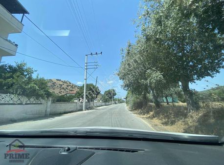 Aydın Koçarlı Cincin De Satılık 10 Dönüm Zeytinlik