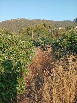 Anchor Gayrimenkul'den Ören Nasrettin Mahallesin'de Satılık Avokado Bahçesi