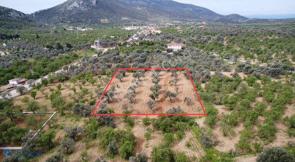 Premar Datça Cumalı Mahallesi'nde Anayola Çok Yakın Zeytinlik