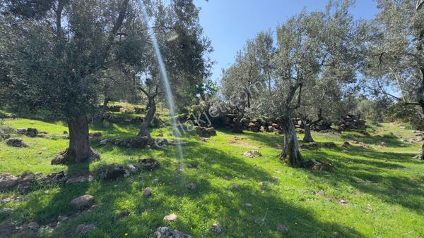 Coldwell Banker Route'tan Dikili Merdivenlide Satılık Zeytinlik