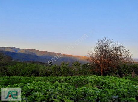 Düzce Merkez Güldere Köyünde Satılık 13,000 M2 Fındık Bahçesi