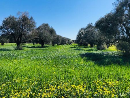 Yağmur İnşaattan Resmi Yolu Olan Zeytinlik