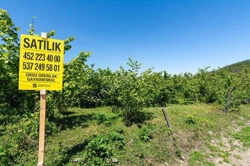 Oremlaktan Ordu Perşembe Güzelyurt Mah. 5.947m² Satılık Fındık Bahçesi Müstakil Tapu
