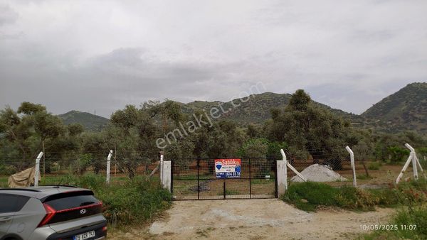 Aydın Germencik Ömerbeyli De Satılık 12 Dönüm Zeytin Bahçesi