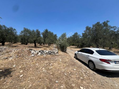 ▀tek Yetki▀jet Emlak'tan Zeytinli'de Resmi Yola Cephe Zeytinlik