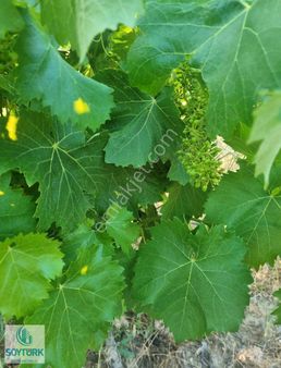 Soytürk'den Avşar Da Yatağan Yol Üstü Mevkii 3367 M2 Üzüm Bağı