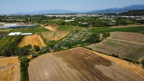 Sakarya Arifbey Mahallesi Satılık Tarla