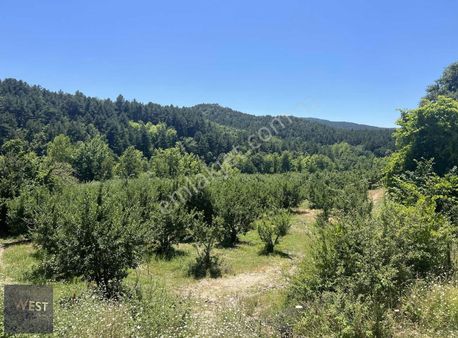 Bayramiç Karaköy Göletine Yakın Yola Cephesatılık Meyva Bahçesi