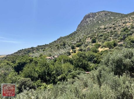 Söke Güllübahçe Turunçlar'da Satılık Arsa