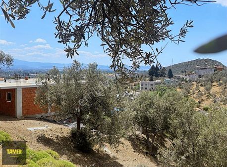 Edremit Yolören'de İmara Çok Yakın Satılık Zeytinlik