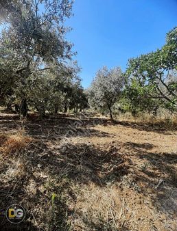 Bursa Mudanya Işıklı Mah.satılık Zeytinlik