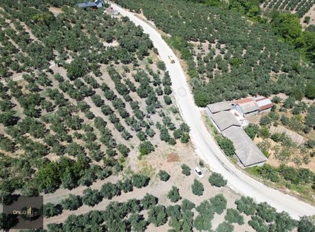 Mudanya Mirzaoba Da Ana Asfalta Yanında Satılık Zeytinlik