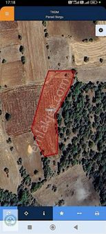 Çardak Söğütün En Gözde Bölgesinde 5.281 M² Müstakil Tarla