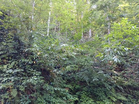 Doğanın İçinde Arazi Fındıklık