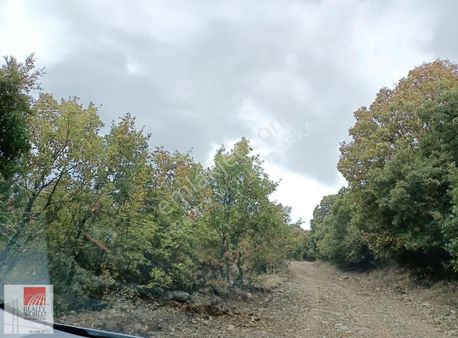 Balıkesir Dursunbey Kadastrol Yol, Köy Dibi Fırsat Satılık Arazi