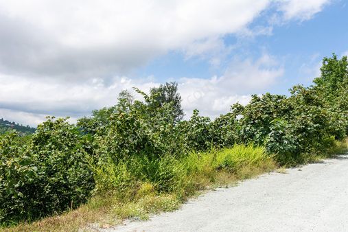 Ordu Altınordu Kızılhisar Mah. 1.000m² Satılık Fındık Bahçesi Arazi