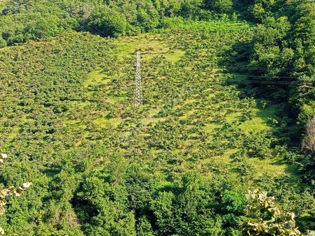 Akçaabat Kavaklı’ Da Satılık 19 Dönüm Yatırımlık Fındık Arazisi