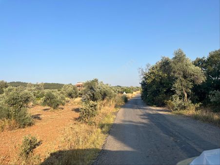 Torbalı Dirmil Mah. Mirastan Bölünme 10217 Satılık Zeytinlik Bağ