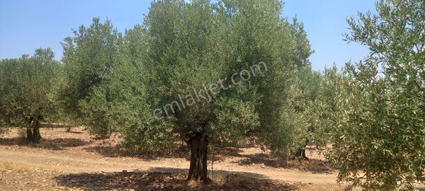 Manisa Saruhanlı Da Satılık 3.800 M2 Bakımlı Zeytinlik 1.300.000 Tl