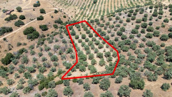 Esenköy Mahallesinde Satılık Zeytinlik