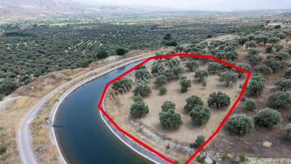 Kılavuzlar Mahallesinde Satılık Zeytinlik