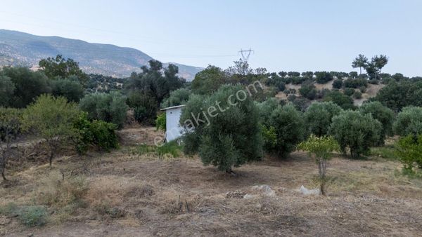 Bozdoğan Kılavuzlar Mahallesinde Satılık 2.200 M² Zeytinlik Ve Bahçe Evi