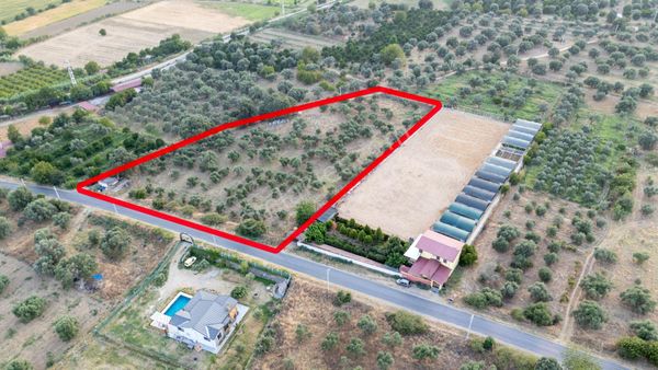 Güzelköy Mahallesinde Satılık Yol Kenarı Zeytinlik