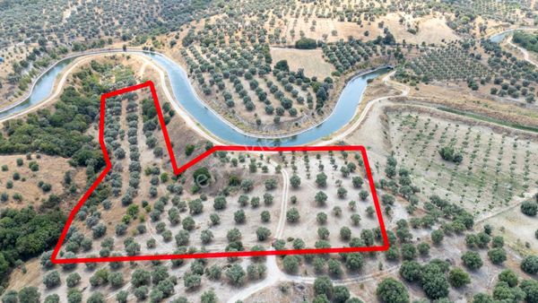 Bozdoğan Kılavuzlar Mahallesinde Satılık 13 Dönüm Zeytinlık
