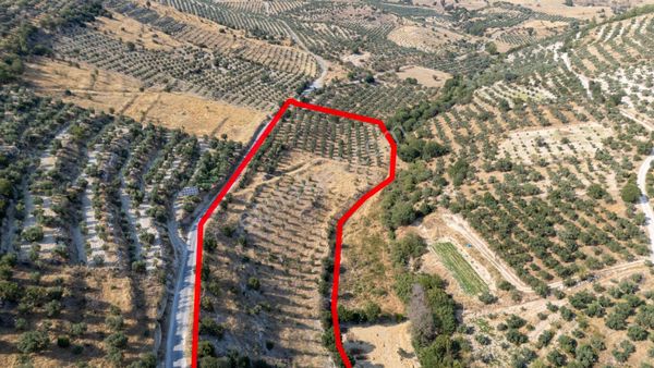 681 Bozdoğan Yazıkent Mahallesinde Satılık 15 Dönüm Zeytinlik