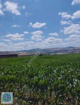 Mecitözünde 45 Dönüm Satılık Mandıra Ve Tarla