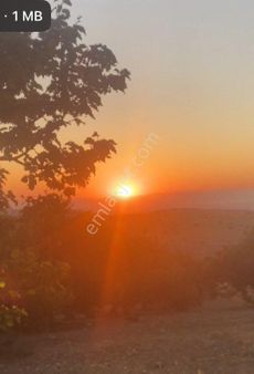 Satılık Arazı Çeşitli Meyve Ağaçlar