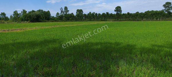 Samsun Terme Cangallar Da Takas Uykun Satilik Büyük Tarla