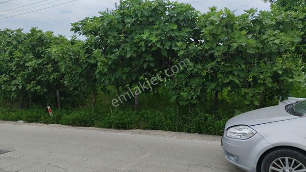 Samsun Terme Kocaman Aşı Hoylanda Anayola Kwnqri Deniz Mamzara Tarla