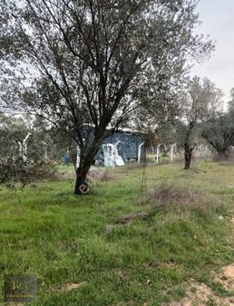 Manisa Yunusemre Osmancalıda Satılık 1425 M² Tek Tapu Tarla