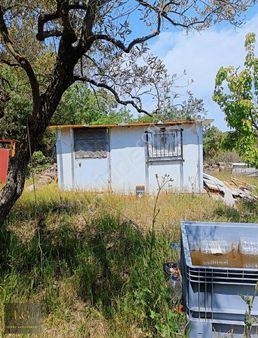 Manisa Yunusemre Karakılınçlıda Satılık 2 Dönüm Zeytinlik