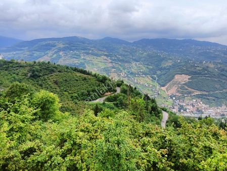 Wisrem'den Ortahisar Çağlayan'da Satılık Fındık Bahçesi