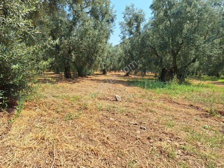 Bursa İznik Göllüce Mahallesinde Köy İçi İmar İçinde Bakımlı Zeytinlik