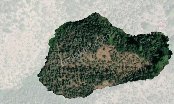 Milas Hacıahmetler 6.611m2 Zeytinlik Yolu Açık Bakımlı Zeytinlik