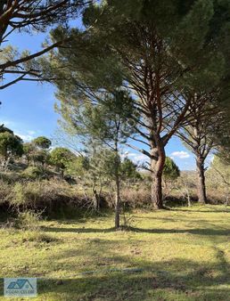 Ayvalık Yoluna 500 Metre Mesafede Kelepir Çamlık