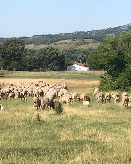 21 Dönüme Kurulu Ruhsatlı Çiftlik
